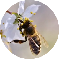 سميرة بن سالم