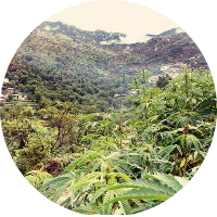 محمد الشجيع