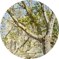 fatima ennajy