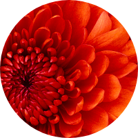 لبنى المصلوحي