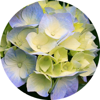 عبير جاد الكريم الطيب عبد المبدي